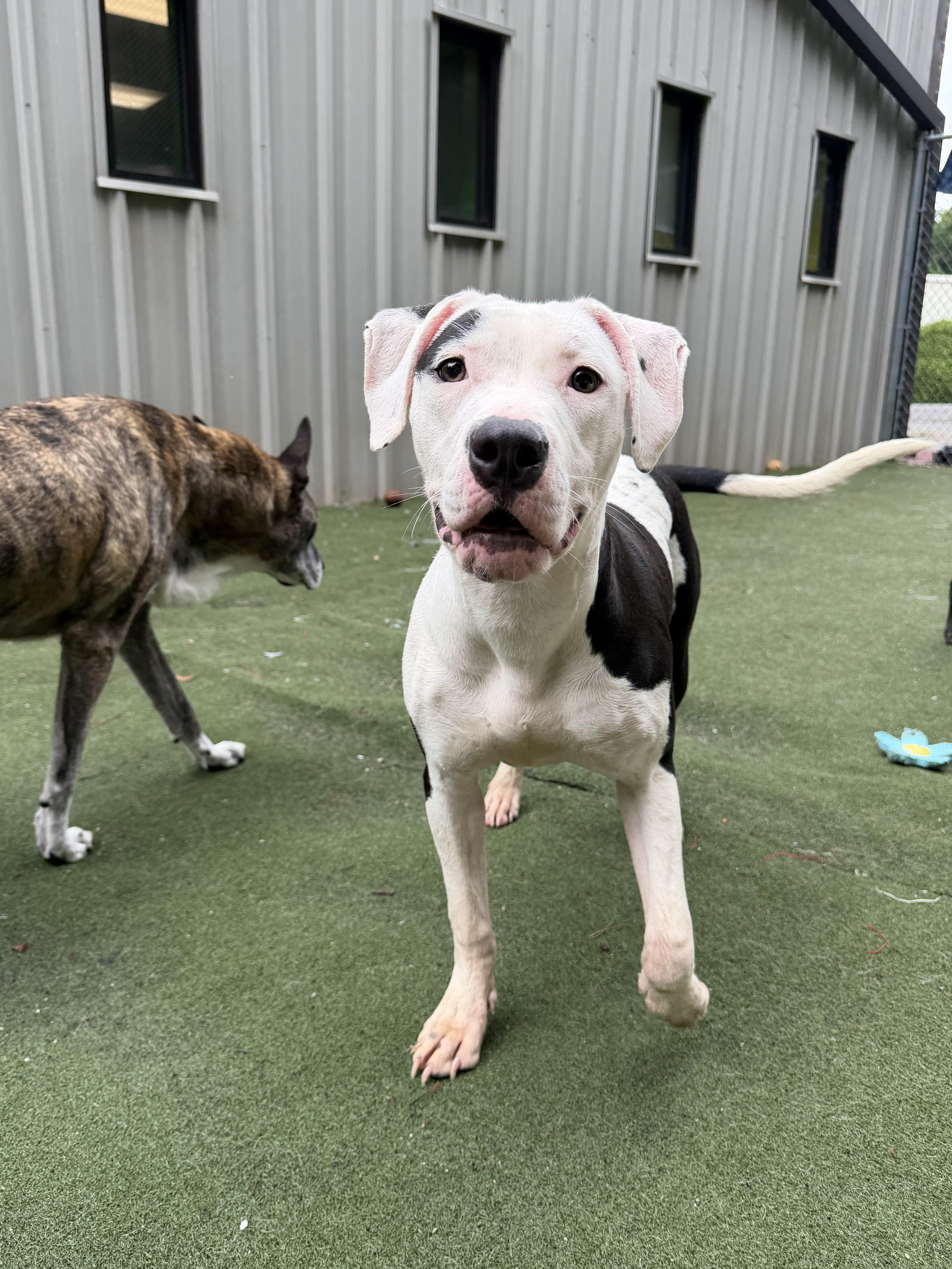 Capri, an adopted mixed breed in Charlotte, NC image 3/6