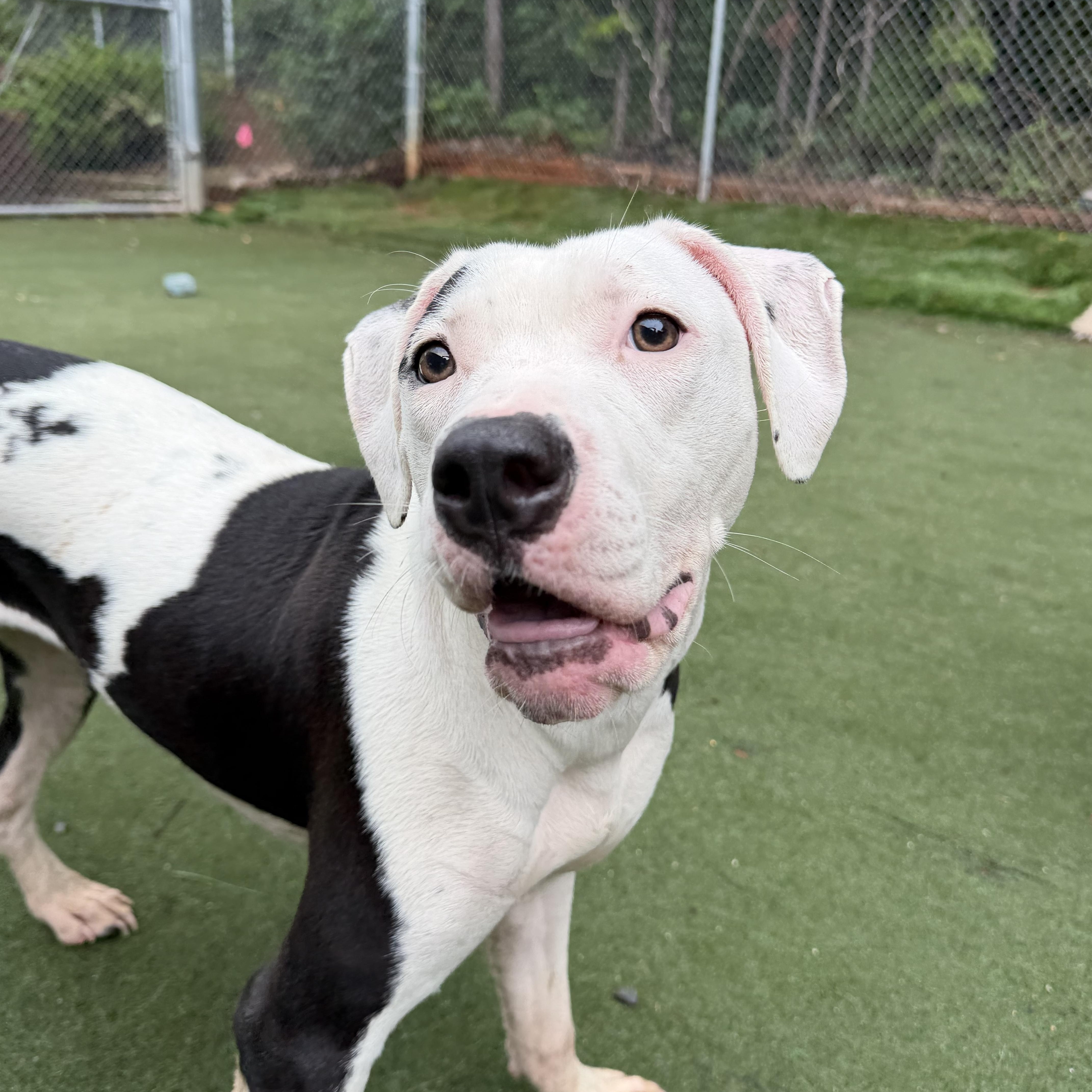 Capri, an adopted mixed breed in Charlotte, NC image 4/6