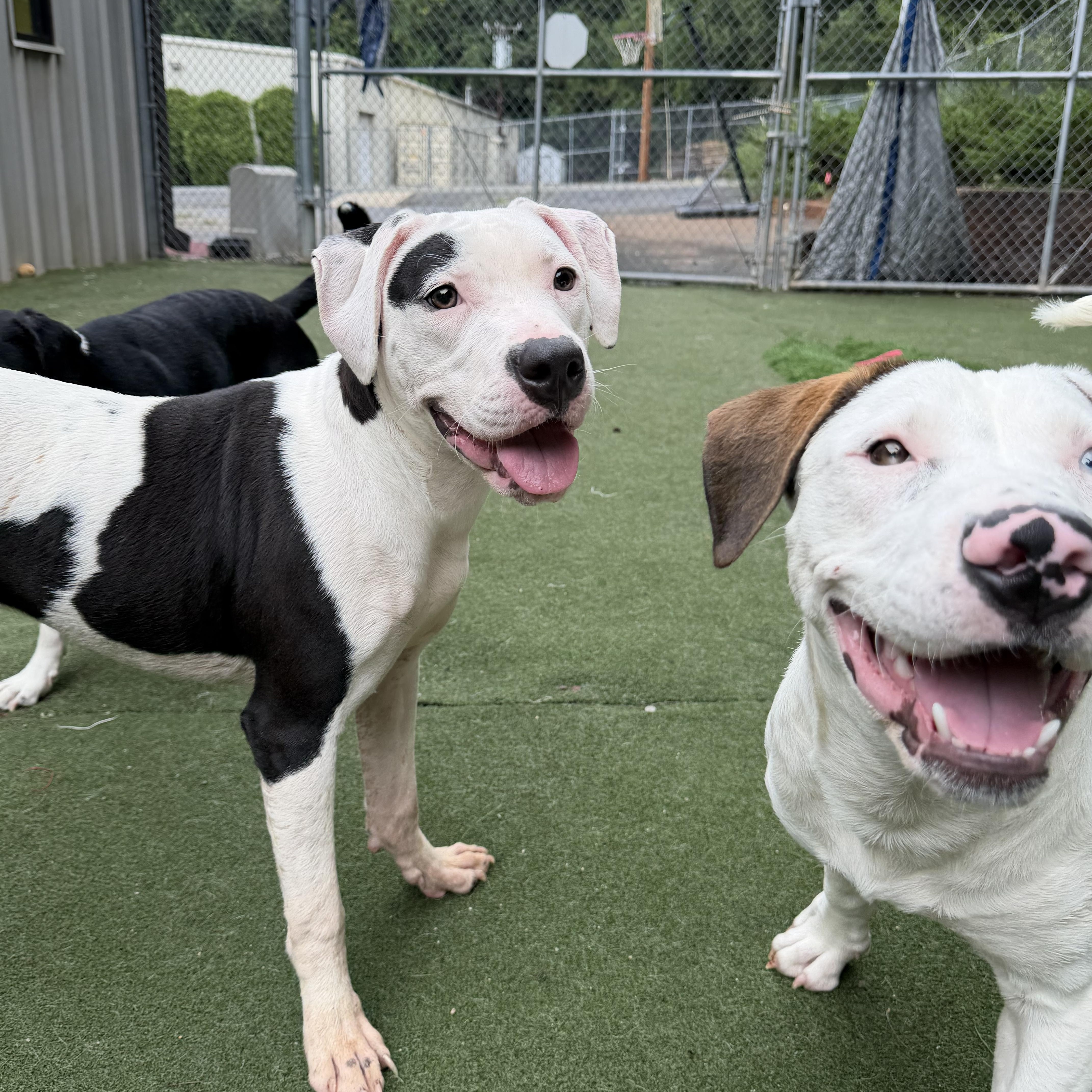 Capri, an adopted mixed breed in Charlotte, NC image 5/6