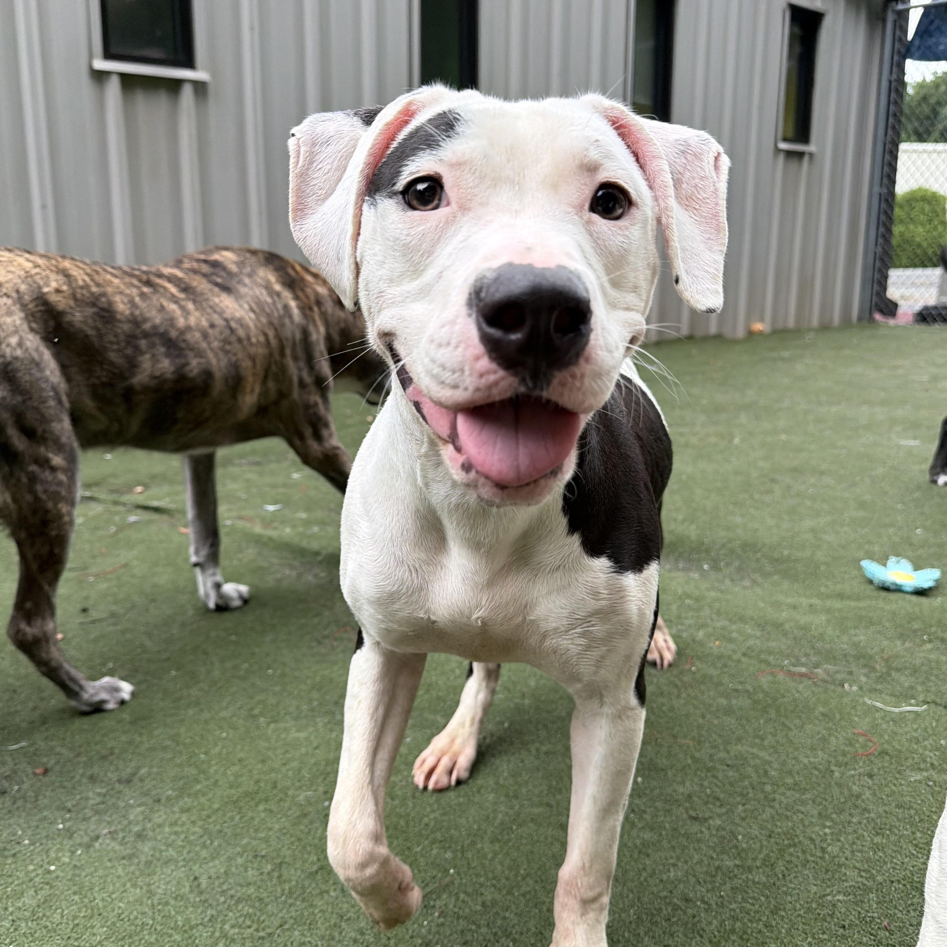 Capri, adopted, Puppy Female American Bulldog & American Staffordshire Terrier.