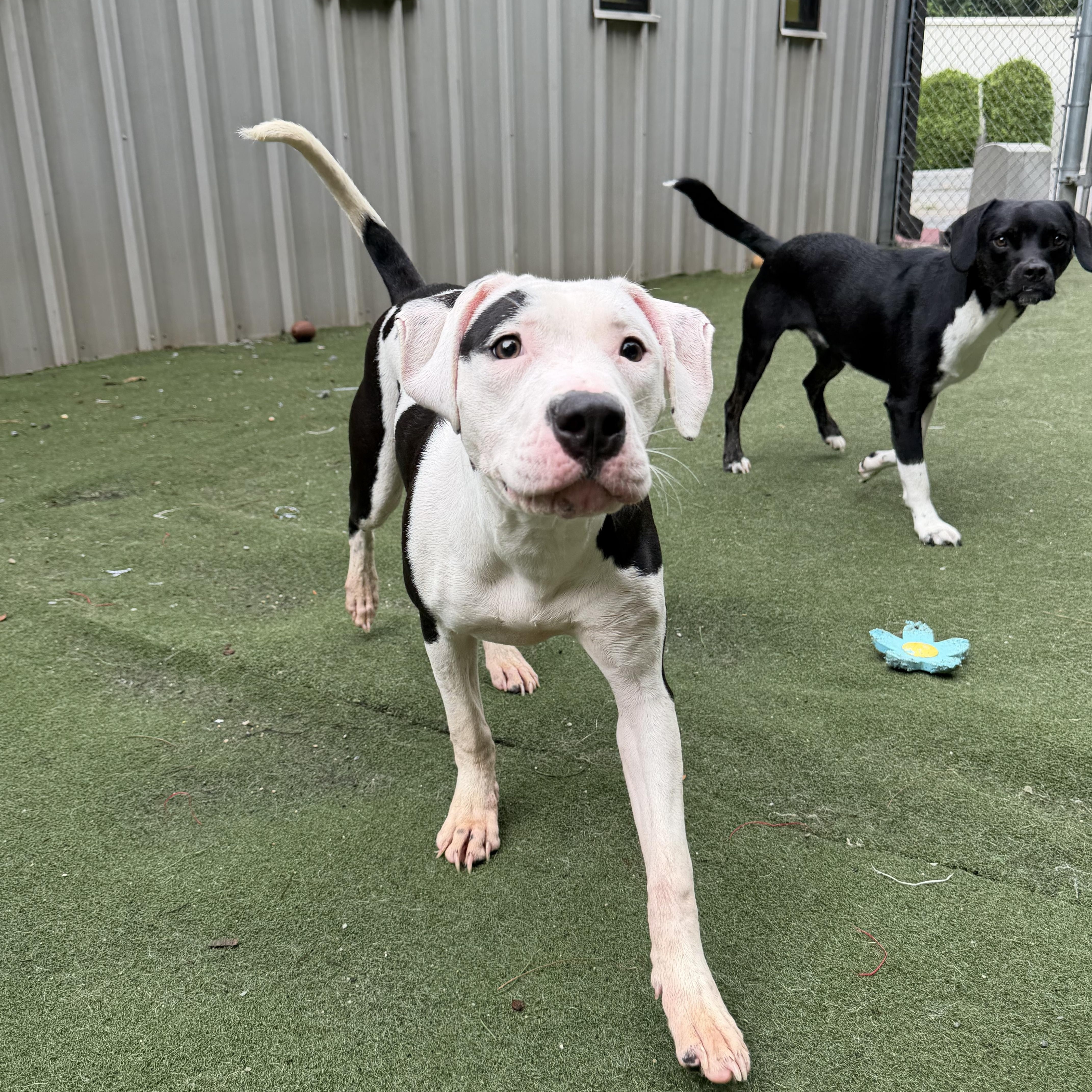 Capri, an adopted mixed breed in Charlotte, NC image 6/6