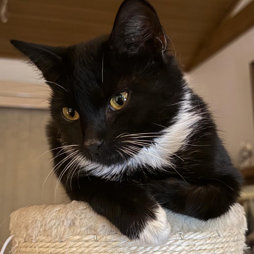 Chatterbox, Adoptable, Kitten Female Domestic Medium Hair.