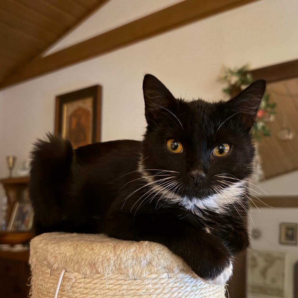 Enlarge Chatterbox, a Adoptable Domestic Medium Hair in Huntington, WV image 2/4