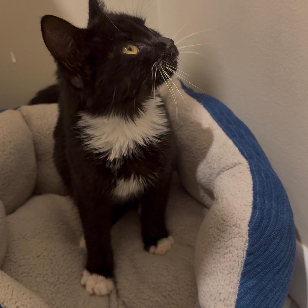 Enlarge Chatterbox, a Adoptable Domestic Medium Hair in Huntington, WV image 3/4