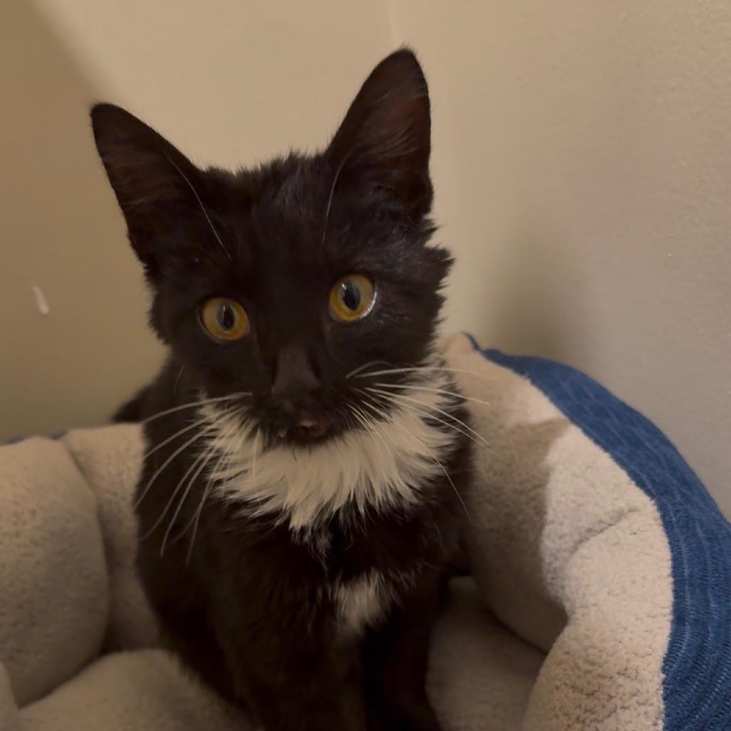 Enlarge Chatterbox, a Adoptable Domestic Medium Hair in Huntington, WV image 4/4