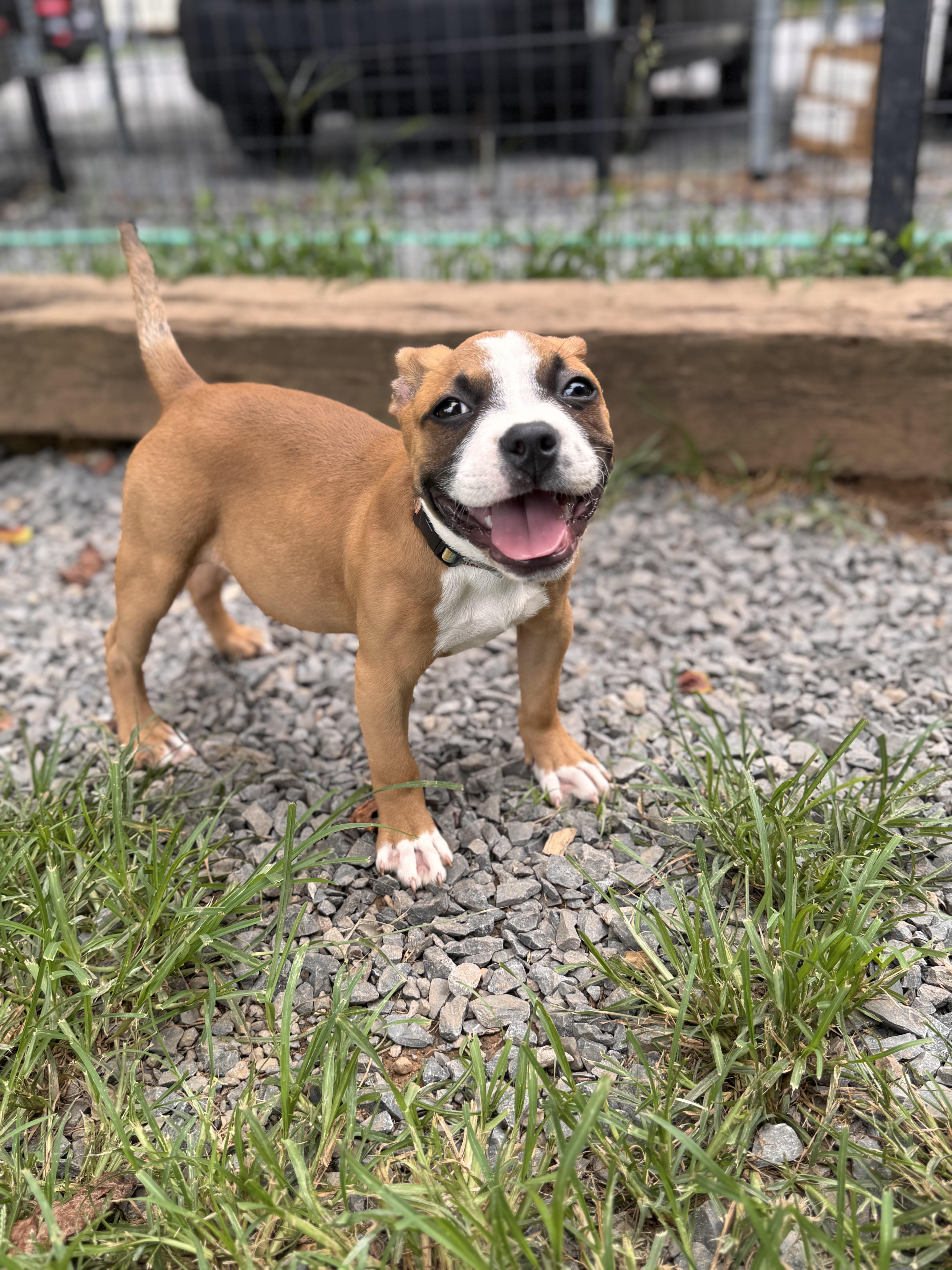 Nala