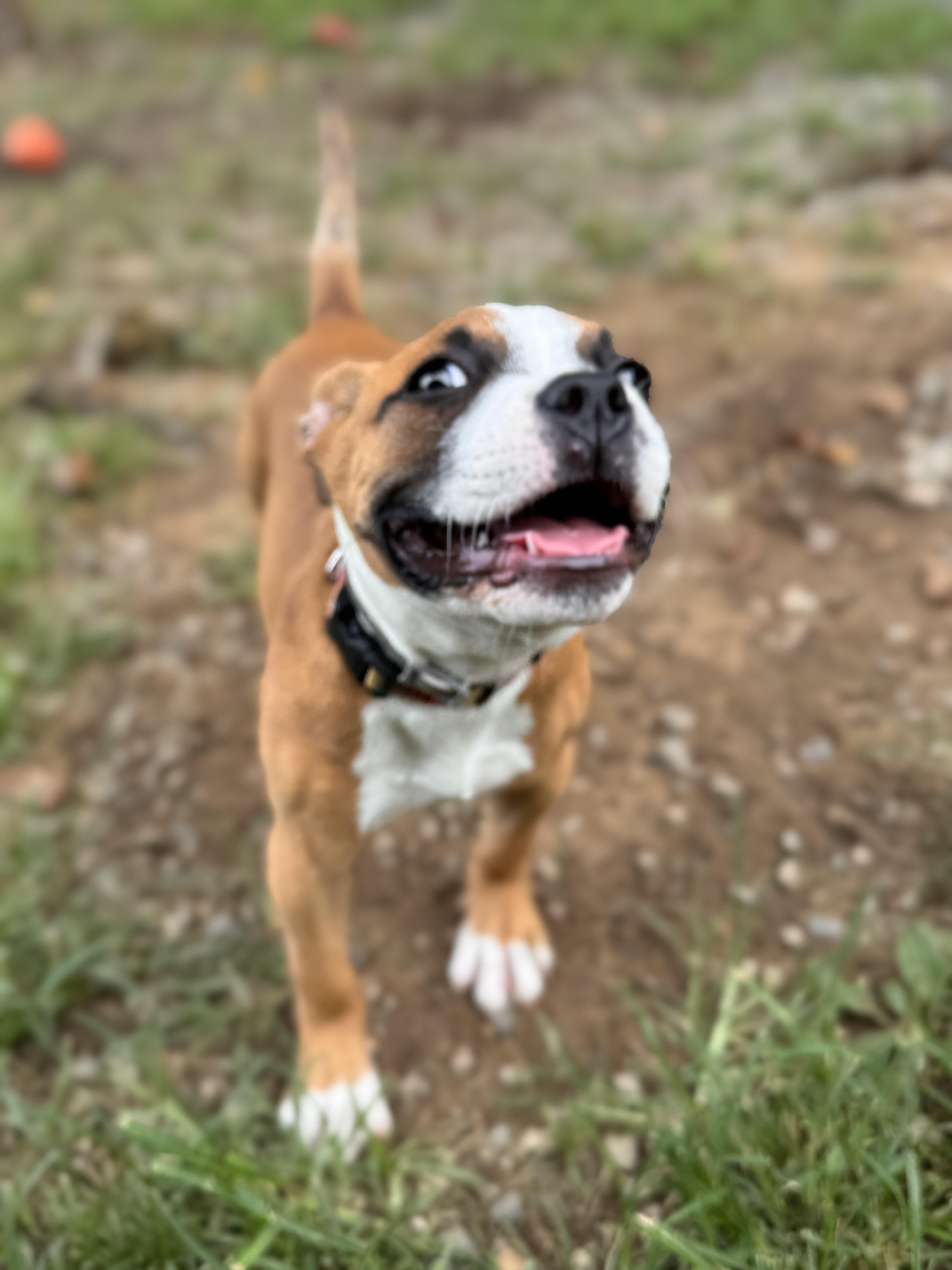 Nala