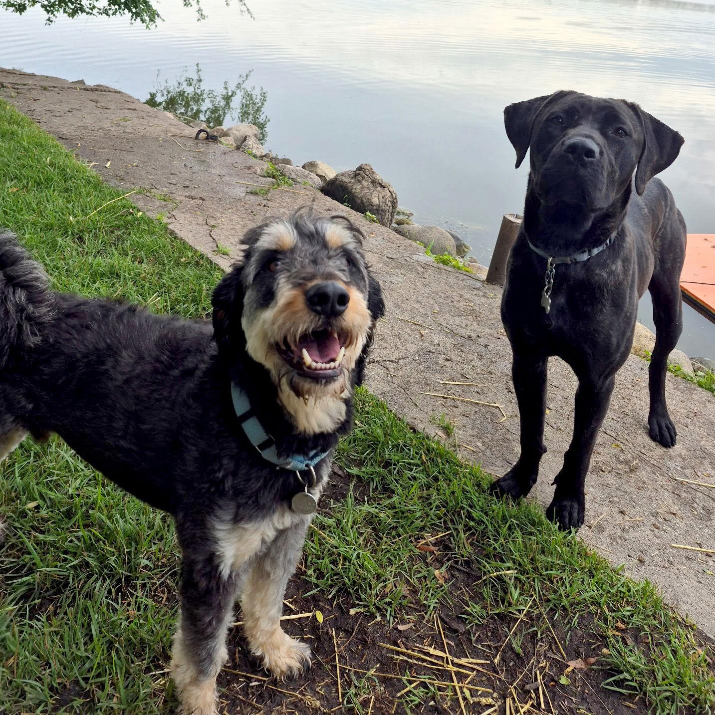 Enlarge Odin, a Adoptable mixed breed in Island Lake, IL image 1/3