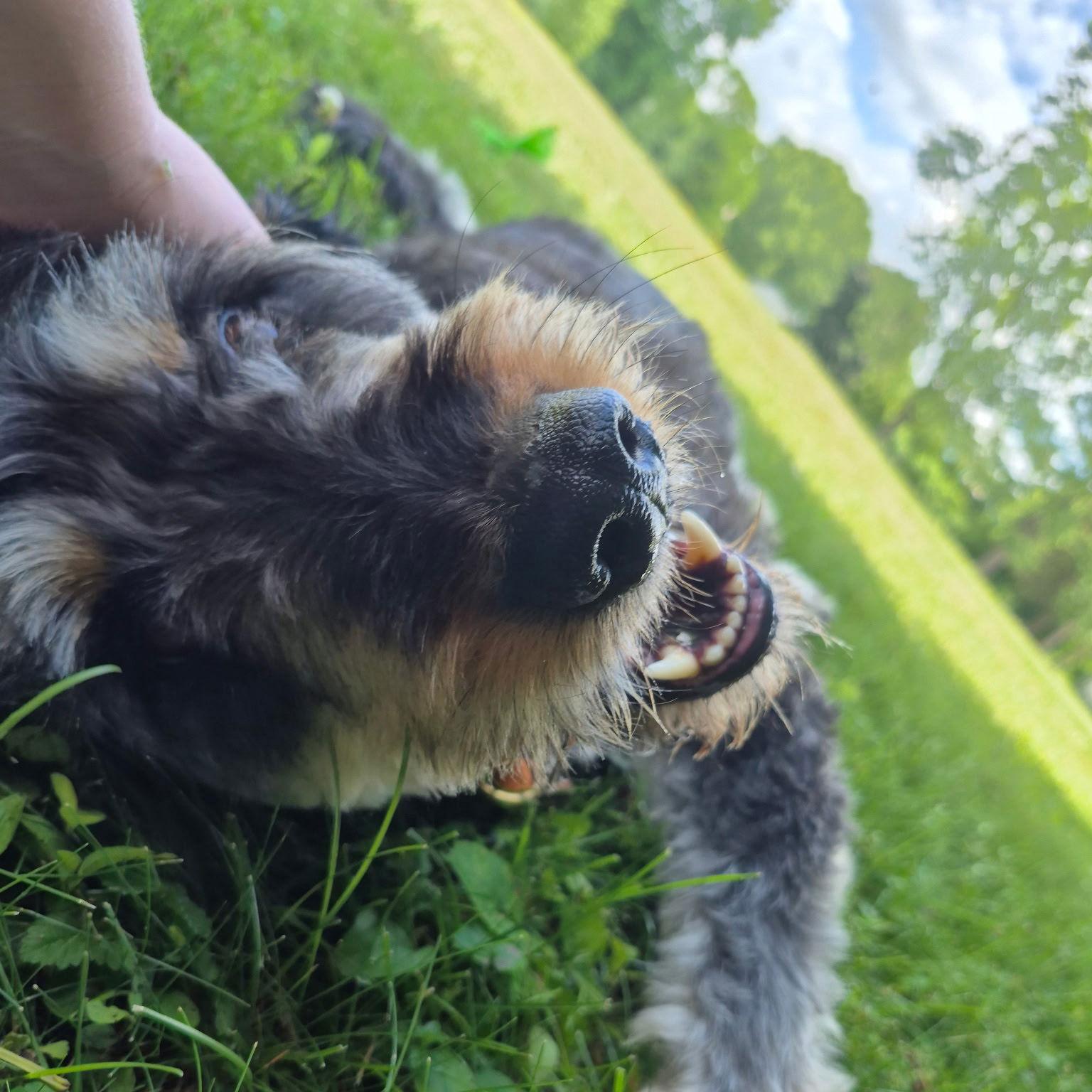 Enlarge Odin, a Adoptable mixed breed in Island Lake, IL image 2/3