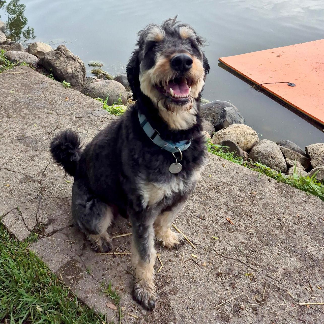Enlarge Odin, a Adoptable mixed breed in Island Lake, IL image 3/3