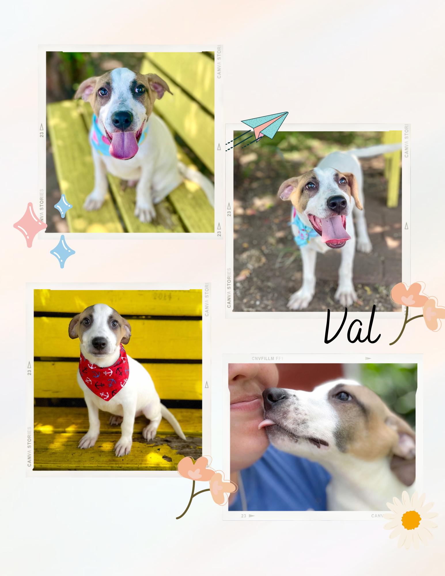 Val Kilmer, an adoptable Hound in Boise, ID, 83704 | Photo Image 3