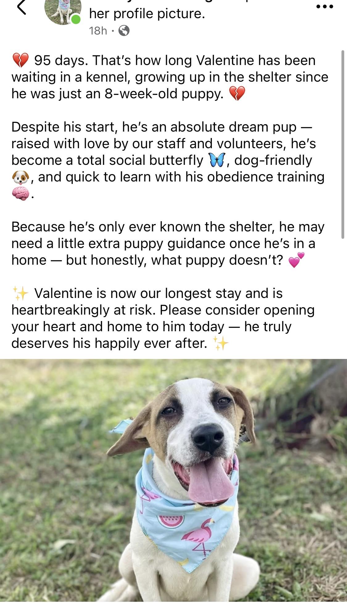 Val Kilmer, an adoptable Hound in Boise, ID, 83704 | Photo Image 2