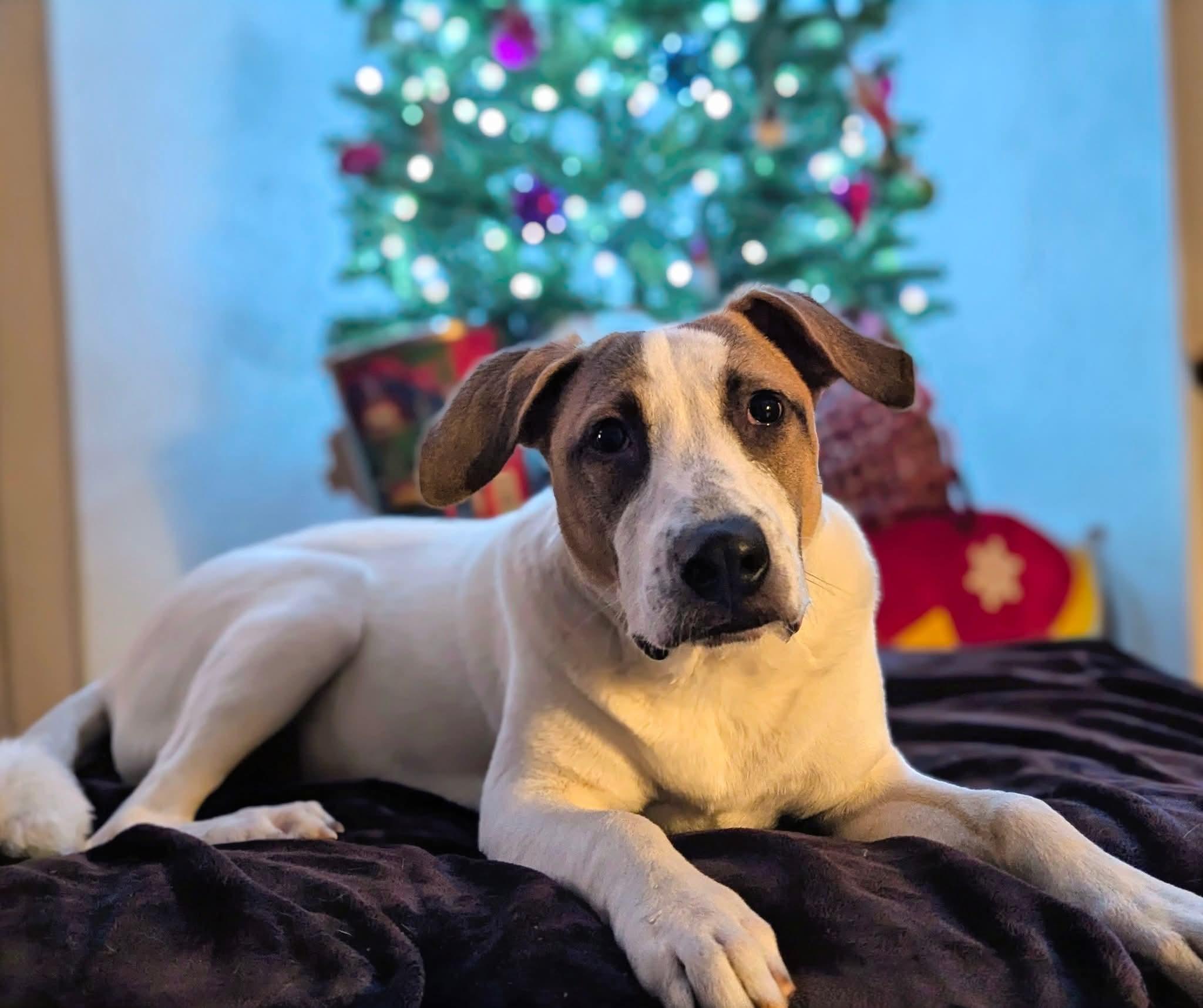 Val Kilmer, a Adoptable mixed breed in Boise, ID image 3/4