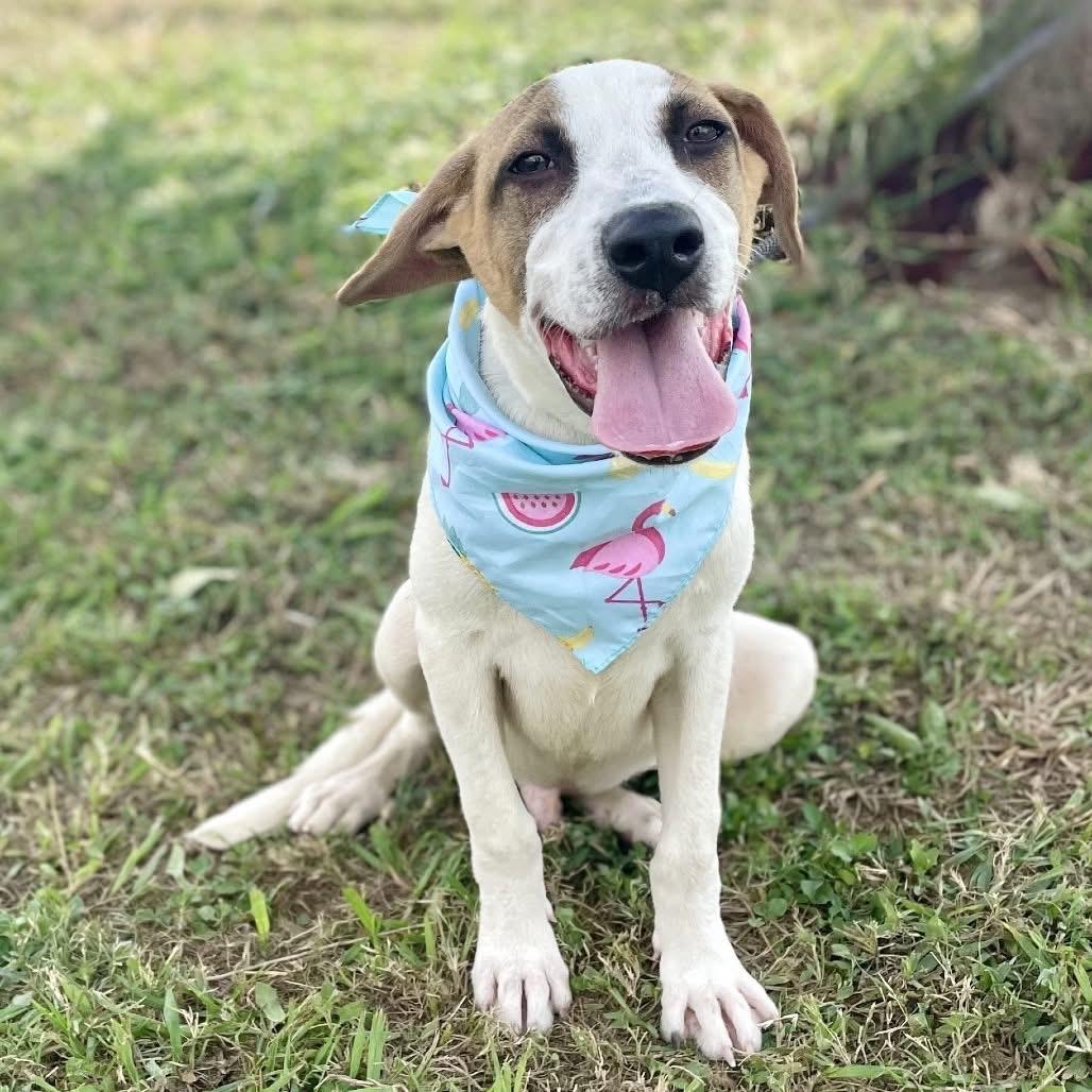 Val Kilmer, an adoptable Hound in Boise, ID, 83704 | Photo Image 1