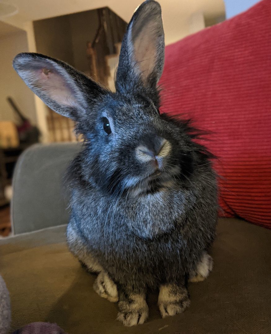 Friday, Adopted, Adult Female Lionhead.