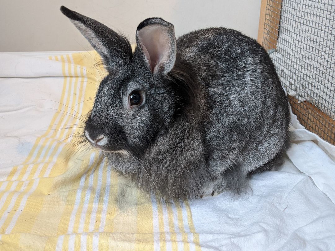 Enlarge Friday, a Adopted Lionhead in Kemptville, ON image 2/3