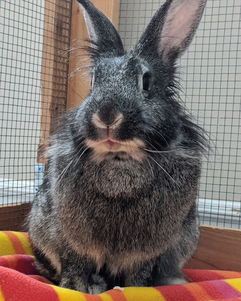 Enlarge Friday, a Adopted Lionhead in Kemptville, ON image 3/3