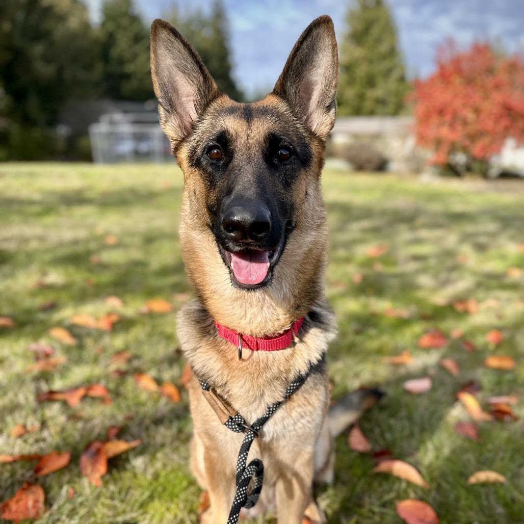 Cocobeans, Adoptable, Adult Female German Shepherd Dog.