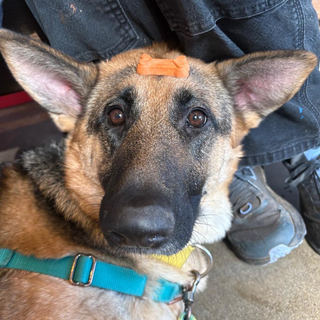 Enlarge Cocobeans, a Adoptable German Shepherd Dog in Port Angeles, WA image 6/6