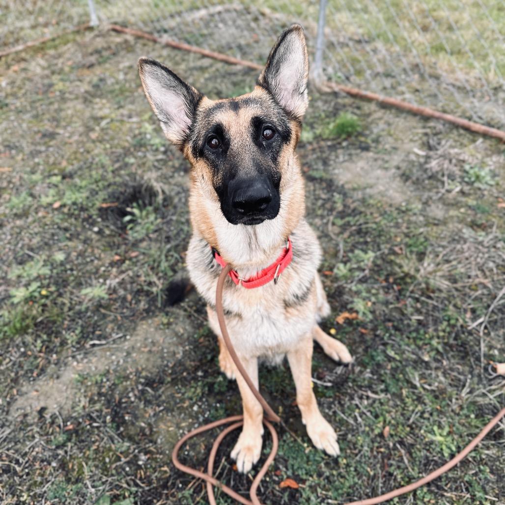 Enlarge Cocobeans, a Adoptable German Shepherd Dog in Port Angeles, WA image 4/6