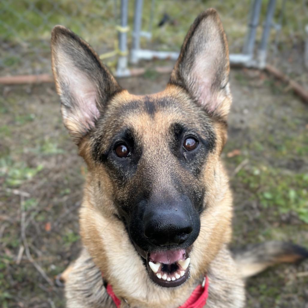 Enlarge Cocobeans, a Adoptable German Shepherd Dog in Port Angeles, WA image 5/6