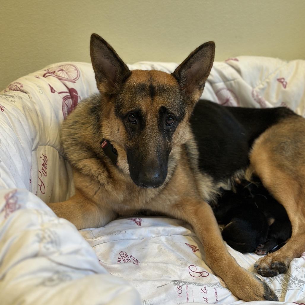 Enlarge Cocobeans, a Adoptable German Shepherd Dog in Port Angeles, WA image 2/6