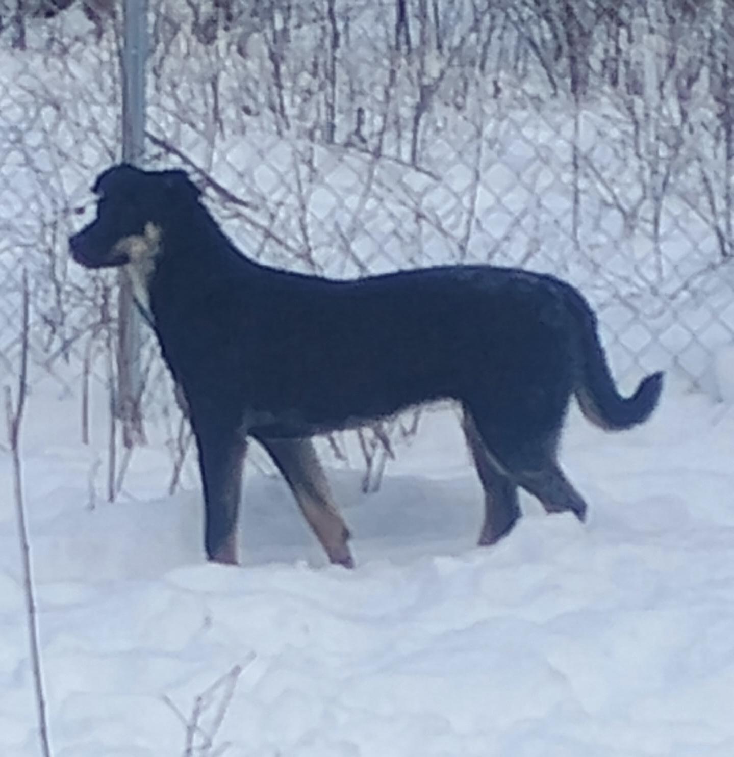 Enlarge Dory, a Adopted mixed breed in Superior, MT image 1/4