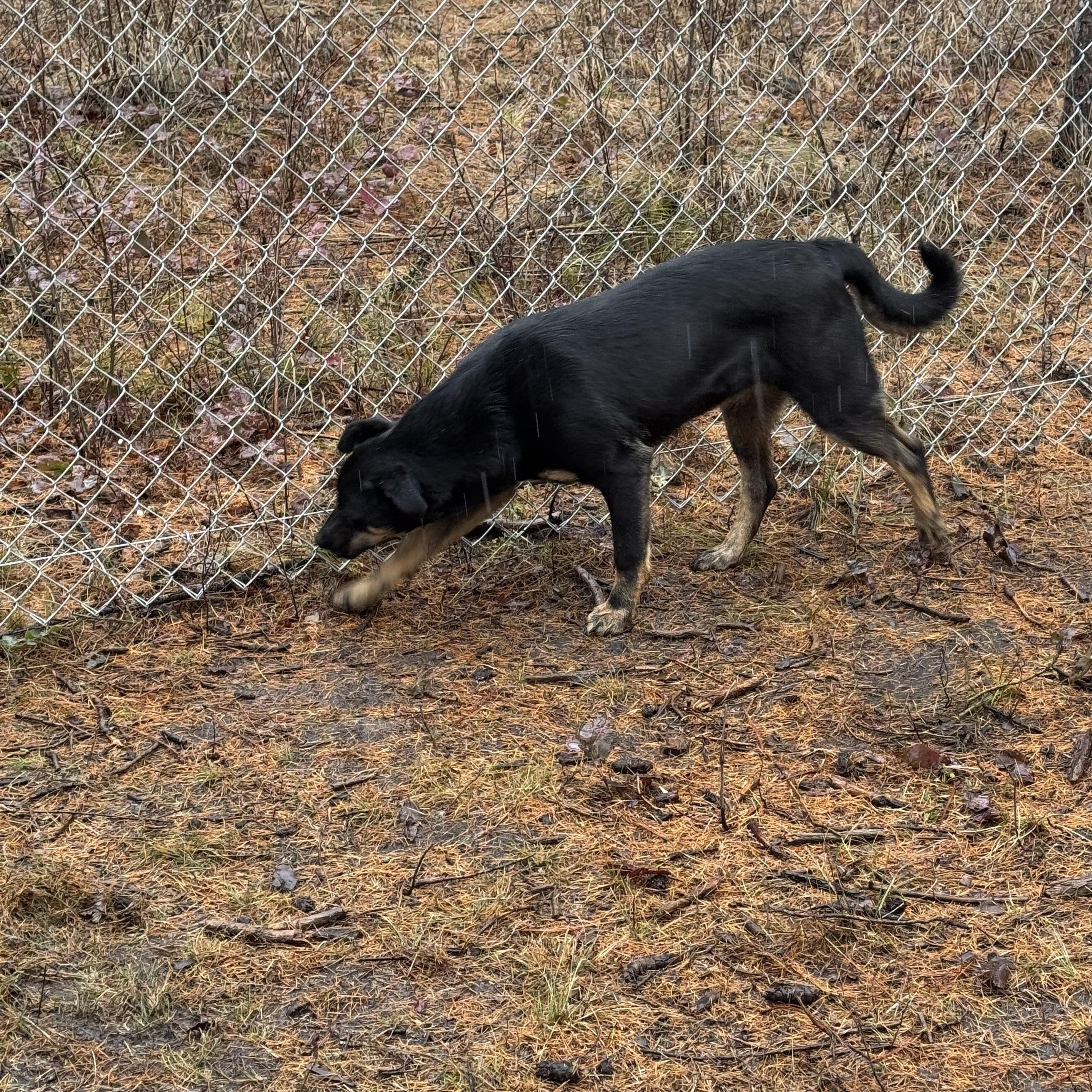 Enlarge Dory, a Adopted mixed breed in Superior, MT image 2/4