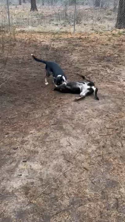 Enlarge Dory, a Adopted mixed breed in Superior, MT video 3/4