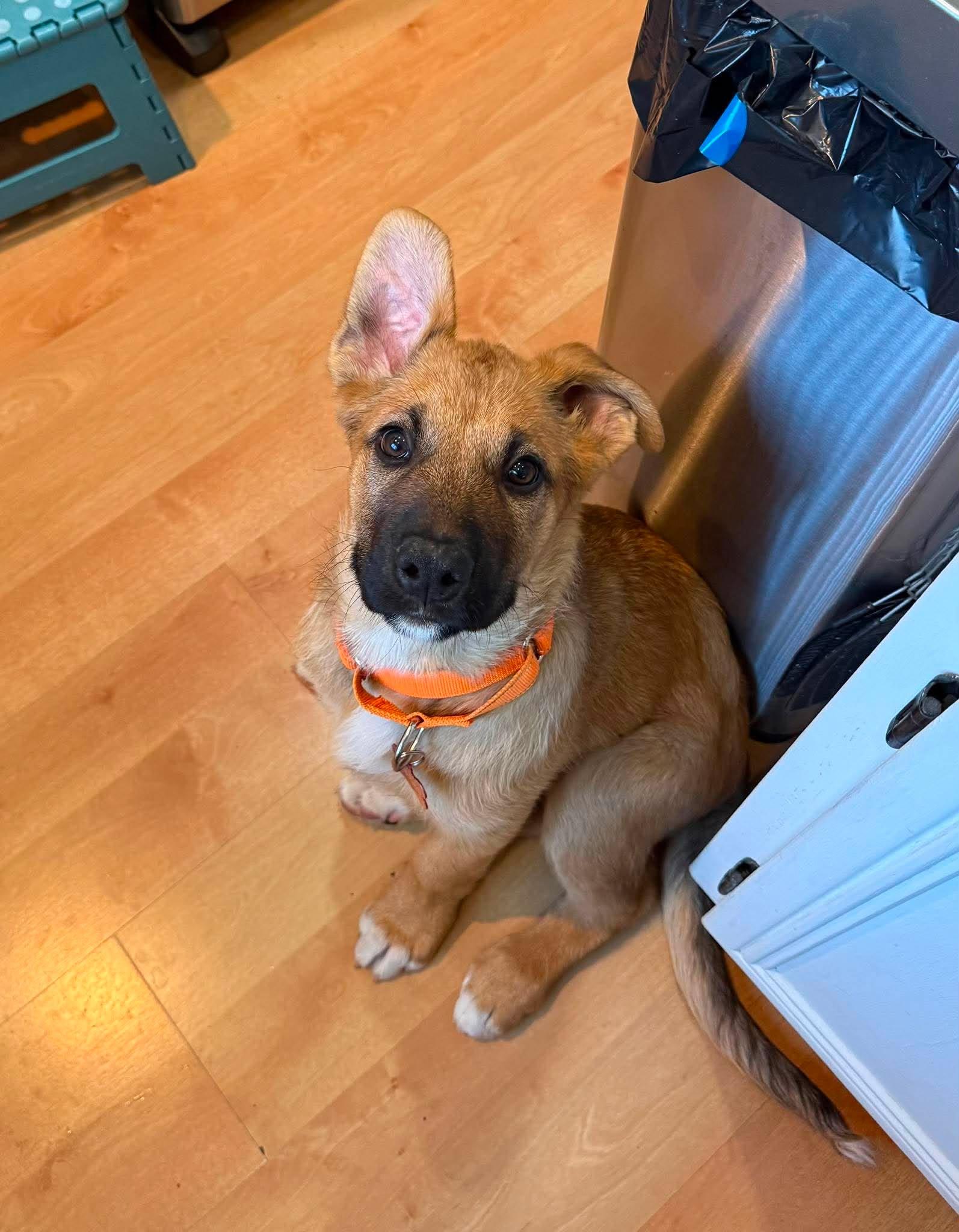 Enlarge Firefly, a ADOPTABLE mixed breed in Temecula, CA image 1/5