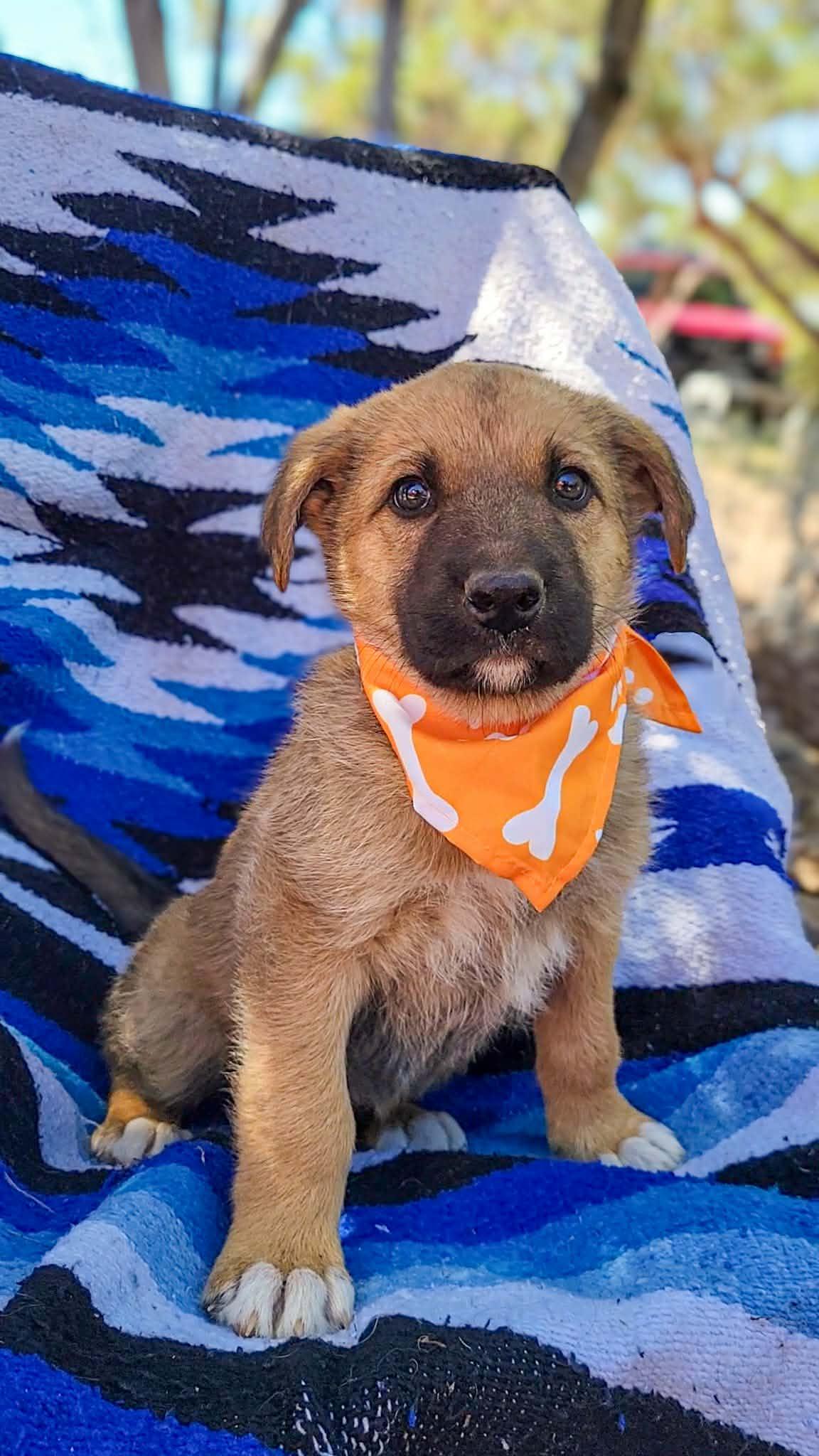 Enlarge Firefly, a ADOPTABLE mixed breed in Anza, CA image 1/1
