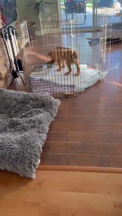 Enlarge Firefly, a ADOPTABLE mixed breed in Temecula, CA video 5/5