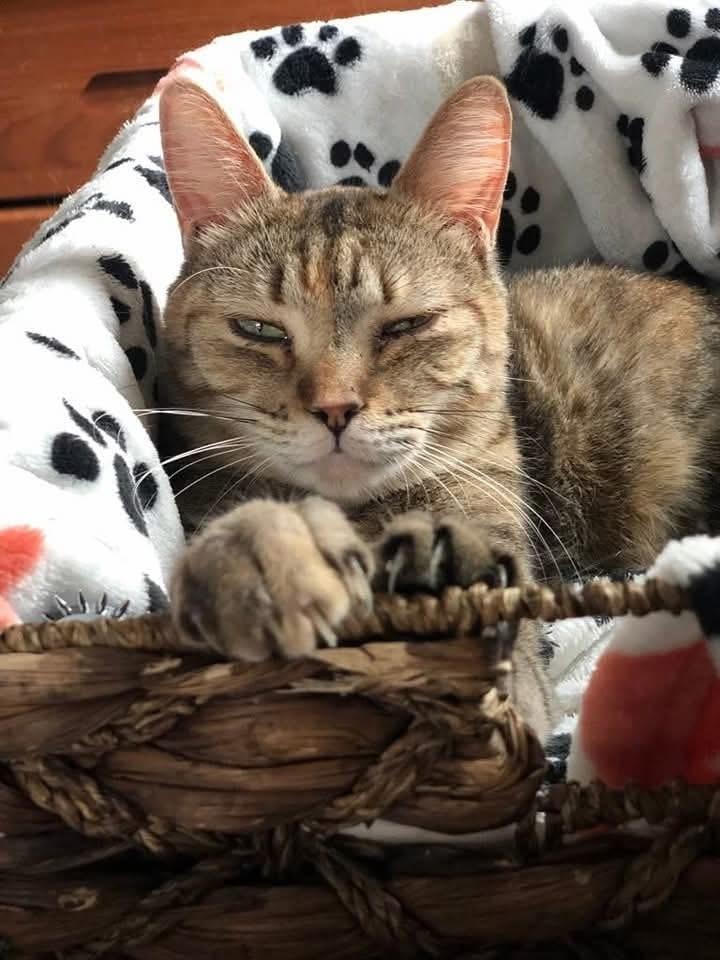 Enlarge Taylor, a Adoptable Domestic Short Hair in New Baltimore, MI image 1/3