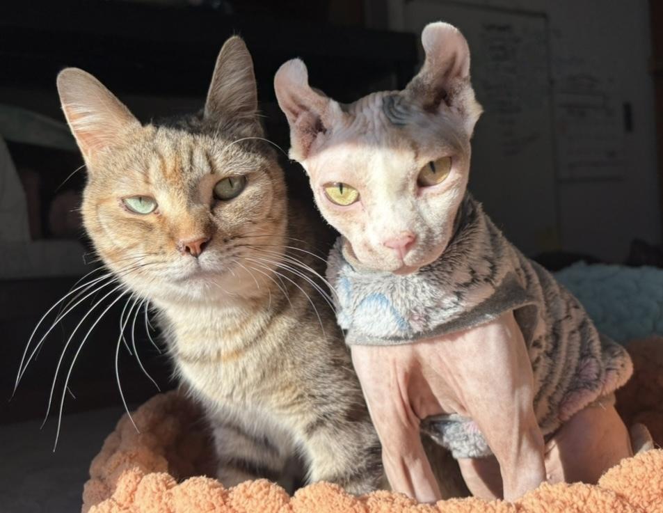 Taylor, Adoptable, Adult Female Domestic Short Hair.