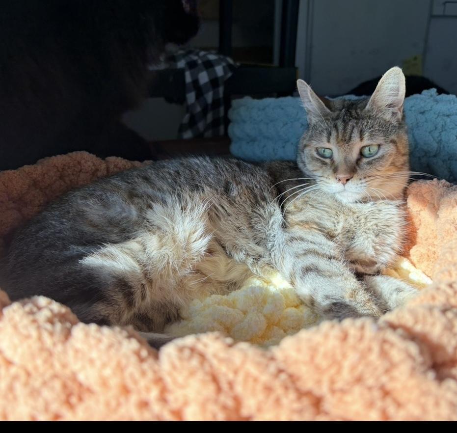 Enlarge Taylor, a Adoptable Domestic Short Hair in New Baltimore, MI image 3/3
