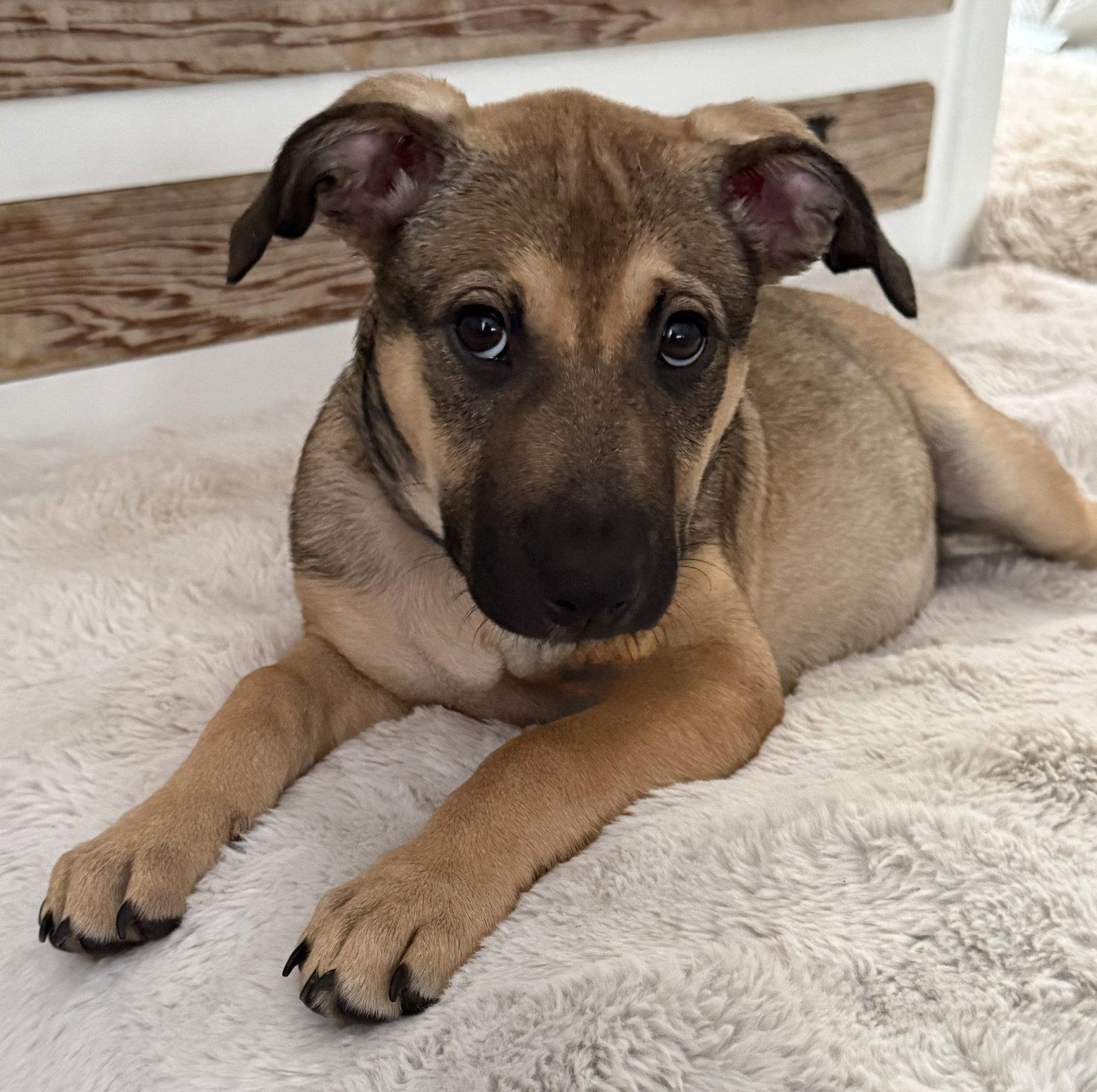 Betsy, Adoptable, Puppy Female Hound.