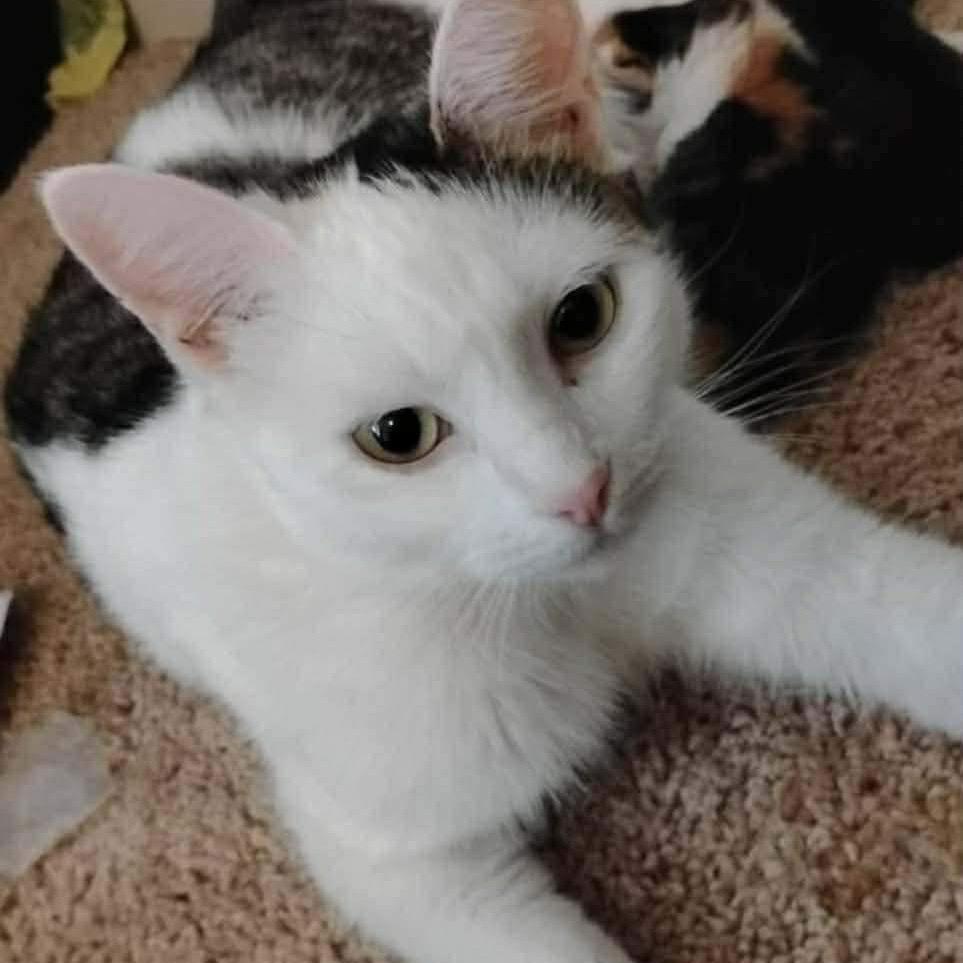 Miss Kitty, Adoptable, Adult Female Domestic Short Hair.