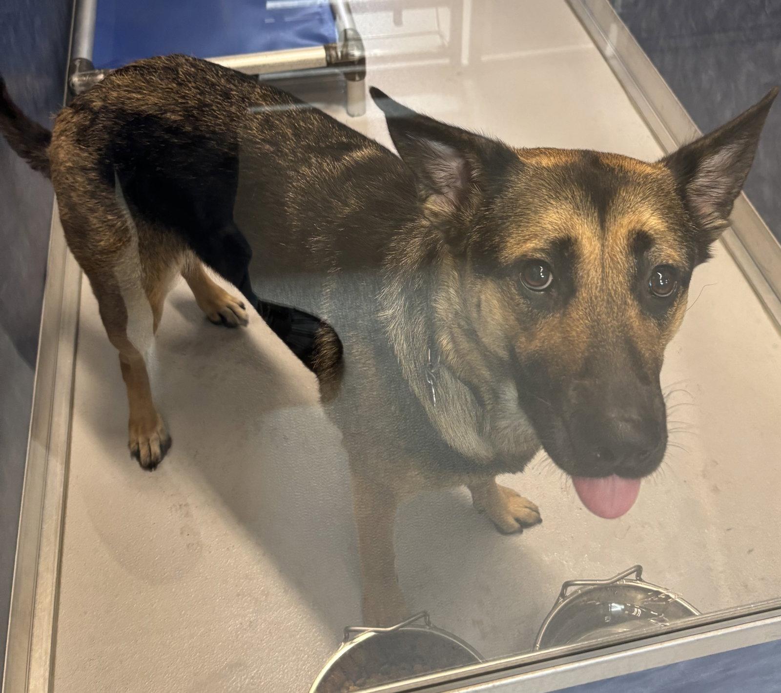 Shadow, Adoptable, Young Female German Shepherd Dog.