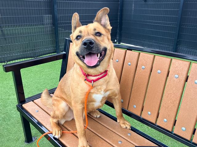 Enlarge SCHNITZEL, a Adoptable mixed breed in Tustin, CA image 1/1