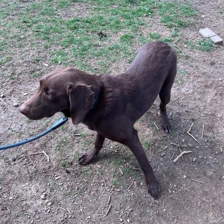 Enlarge Cora, a ADOPTABLE Chocolate Labrador Retriever in East Peoria, IL image 3/4