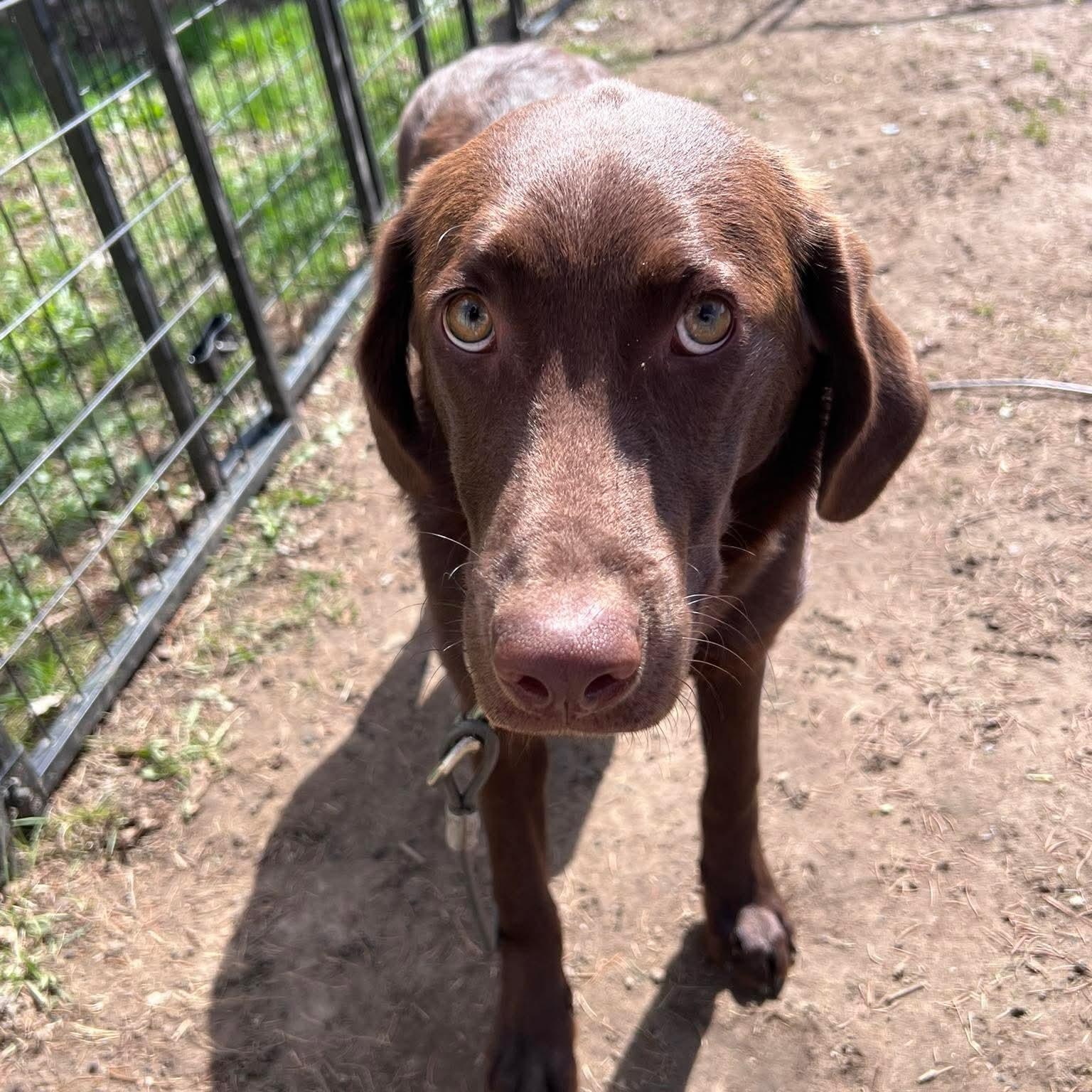 Enlarge Cora, a ADOPTABLE Chocolate Labrador Retriever in East Peoria, IL image 2/4