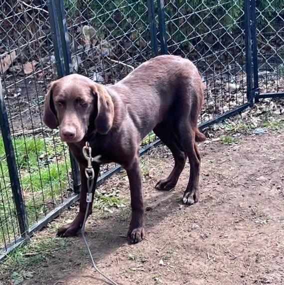 Enlarge Cora, a ADOPTABLE Chocolate Labrador Retriever in East Peoria, IL image 4/4