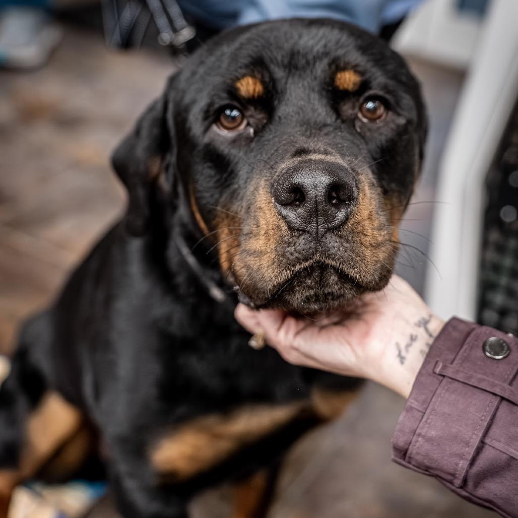 Luther, Adoptable, Adult Male Rottweiler.