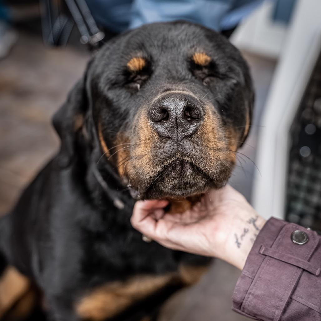 Enlarge Luther, a Adoptable Rottweiler in Tomah, WI image 4/4