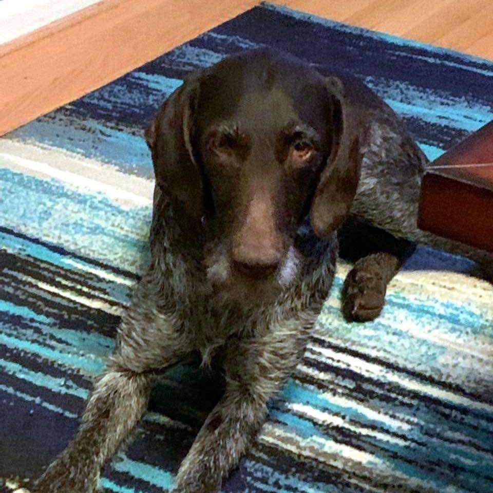 Tessa (Duncannon, Pennsylvania), Adoptable, Senior Female German Wirehaired Pointer.