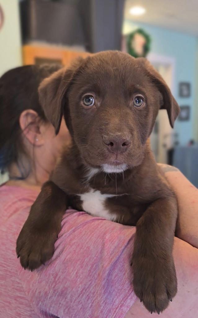 Enlarge Roland, a Adoptable Labrador Retriever in Athens, OH image 1/1
