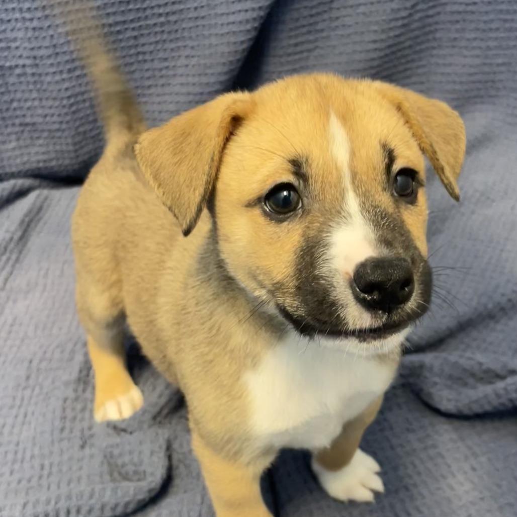 Enlarge Baked Bean, a Adoptable Mixed Breed in Canal Winchester, OH image 1/1