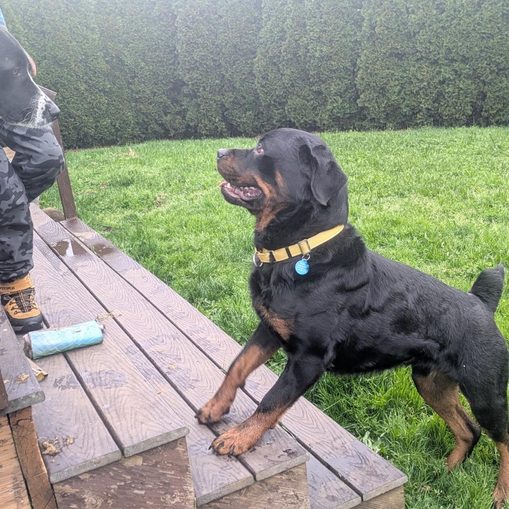 Enlarge Ruger, a Adoptable mixed breed in Washougal, WA image 1/6