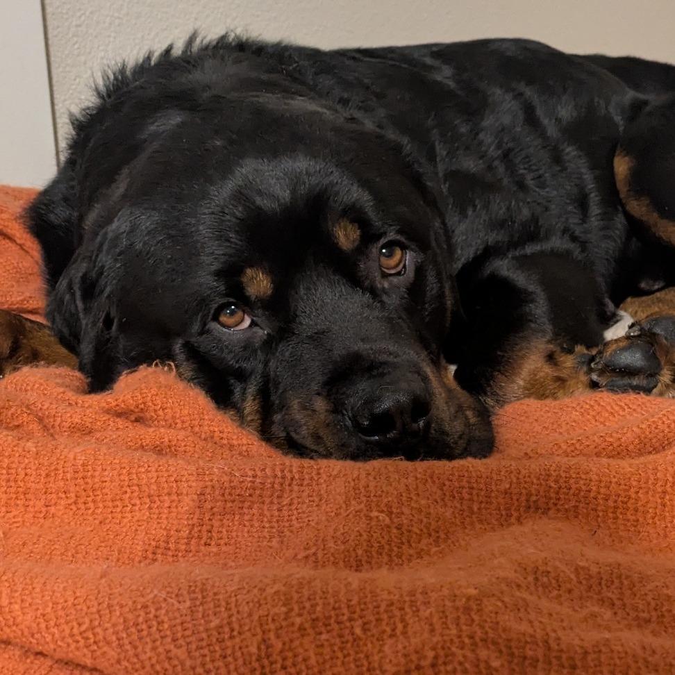 Enlarge Ruger, a Adoptable mixed breed in Washougal, WA image 2/6