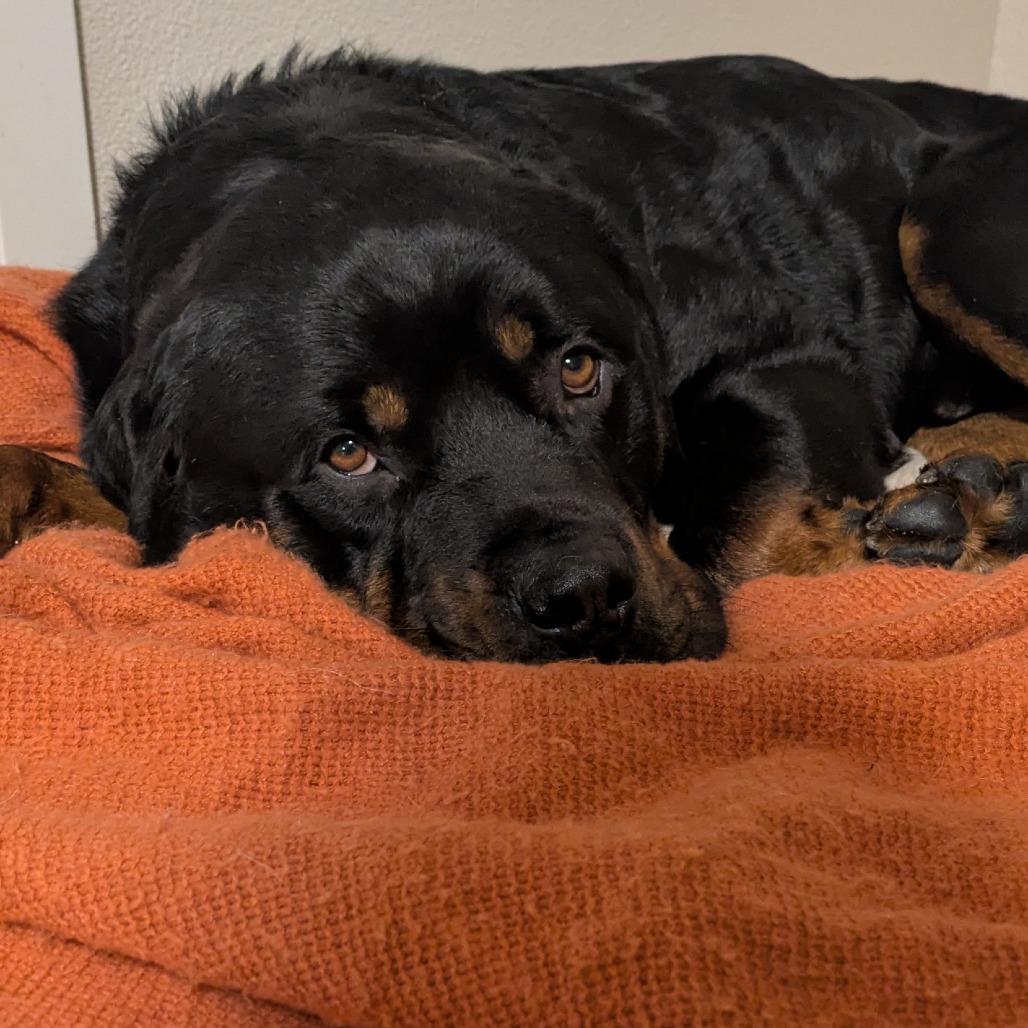 Enlarge Ruger, a Adoptable mixed breed in Washougal, WA image 5/6